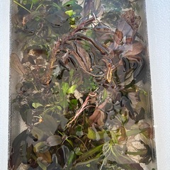 水槽用水草　の画像