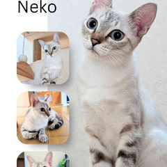 ブルーアイの美猫💙穏やかな性格の女の子です