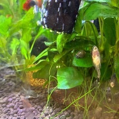 熱帯魚　あるだけ全ての画像