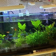 熱帯魚　あるだけ全ての画像
