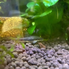 熱帯魚　あるだけ全ての画像