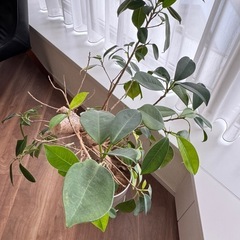 幸せを呼ぶ観葉植物 ガジュマル（多幸の木）の画像