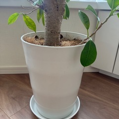 幸せを呼ぶ観葉植物 ガジュマル（多幸の木）の画像