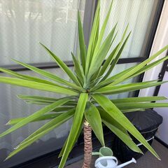 ユッカ(青年の木)　10または11号鉢　3000円にての画像
