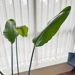 オーガスタ　大鉢 観葉植物の画像
