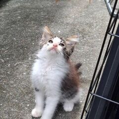 3匹の里親さん大募集です！！