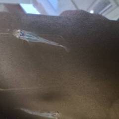 ゆみきメダカあげます。若魚　約７匹の画像