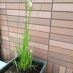 ビオトープ用水草　シラサギカヤツリ　ビニールポット入の画像