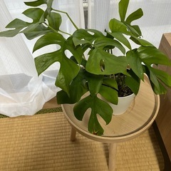 観葉植物ヒメモンステラ①🪴の画像