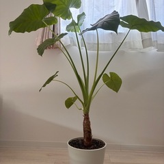 観葉植物（クワズイモ）の画像