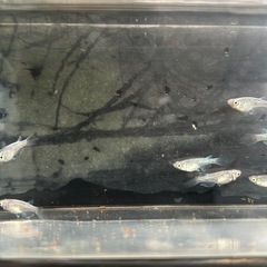 メダカの画像