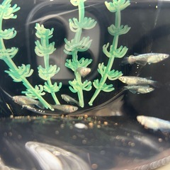 メダカの画像
