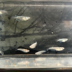 メダカの画像