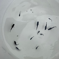 【無料・譲ります】【NO.4】メダカ 「 オロチ」稚魚(1.5cm前後) 【日時指定】 の画像