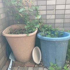 植木鉢いろいろの画像