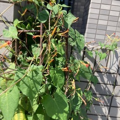 植木鉢いろいろの画像