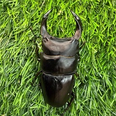 [国産オオクワガタNO:171]川西産75ミリペアー の画像