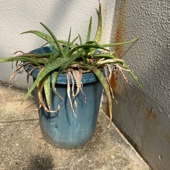 アロエの画像