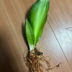 サンスベリア　ブラックドラゴン　割子　20 デスク向けの観葉植物の画像