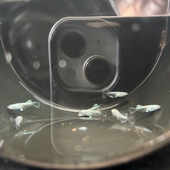 メダカの画像