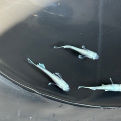 メダカの画像