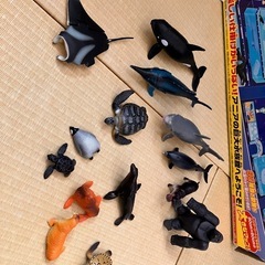 アニア　水族館の画像