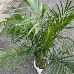 観葉植物　アレカヤシ　高さ１１０センチの画像