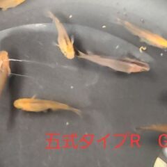 【メダカ】五式タイプR　GODの画像