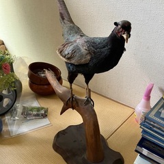 鳥の剥製の画像