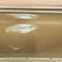 めだかの画像