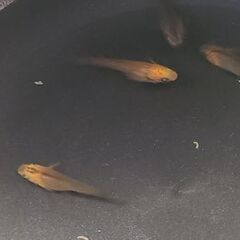 【メダカ】五式タイプR　GOD　稚魚の画像
