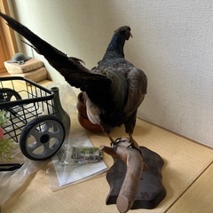 鳥の剥製の画像
