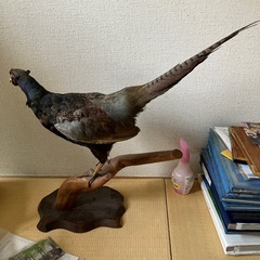 鳥の剥製の画像