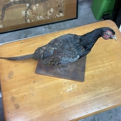 キジ　剥製の画像