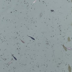 メダカ成魚　好きなメダカを掬ってくださいの画像