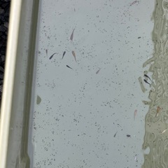 メダカ成魚　好きなメダカを掬ってくださいの画像