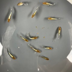 メダカ　レッドクリフダークタイプ　16匹　1500円の画像