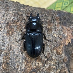 ヘピリオンヒラタ
の画像
