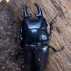 ヘピリオンヒラタ
の画像