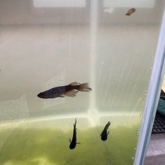 めだかの画像