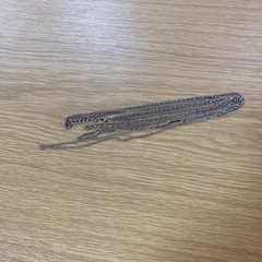 ネックレスの画像