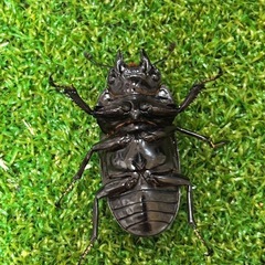 レギウスオオツヤクワガタ♀単の画像
