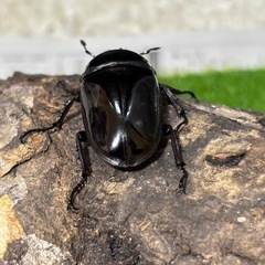 レギウスオオツヤクワガタ♀単の画像