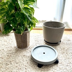 【観葉植物】ポトスタワー 高さ130cm ECO POTS鉢カバー+キャスター鉢皿付の画像