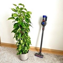 【観葉植物】ポトスタワー 高さ130cm ECO POTS鉢カバー+キャスター鉢皿付の画像