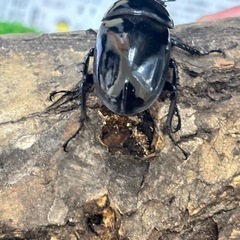 レギウスオオツヤクワガタ♀単②の画像