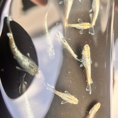 メダカ　飛輪の画像