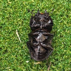 レギウスオオツヤクワガタ♀単③の画像