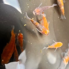 めだか　墨黒朱赤三色錦透明鱗ダルマの画像