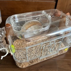 お話中。
ハムスター飼育セットで！今から飼おうと思ってる方、すぐ飼えます(^^)の画像